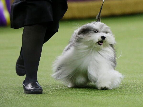 143rd westminster sales dog show